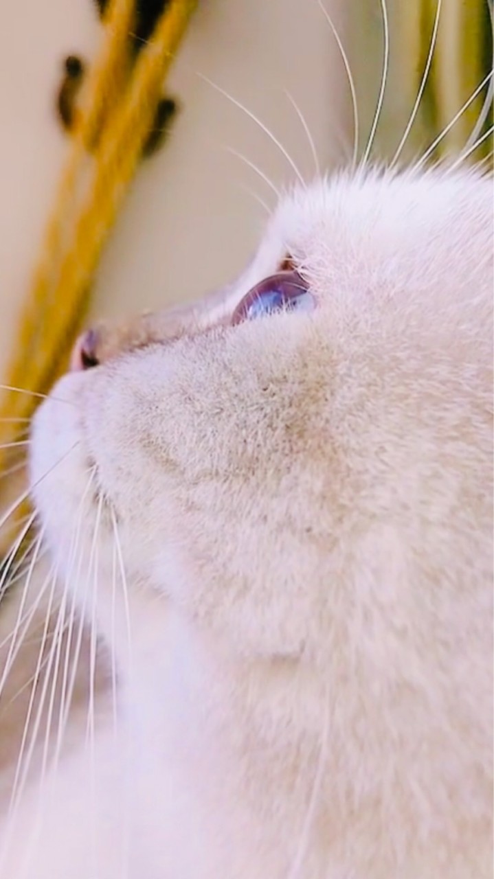 𓃠蕾妮TikTok 粉絲團𓃠