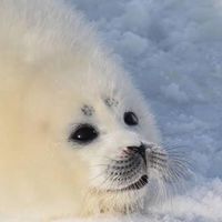 海豹後援會