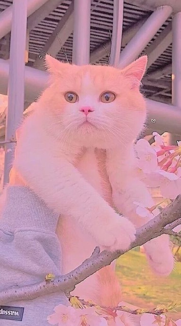 แมวน่ารัก