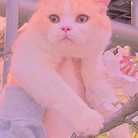 แมวน่ารัก