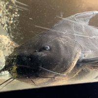 大型ドラスの会