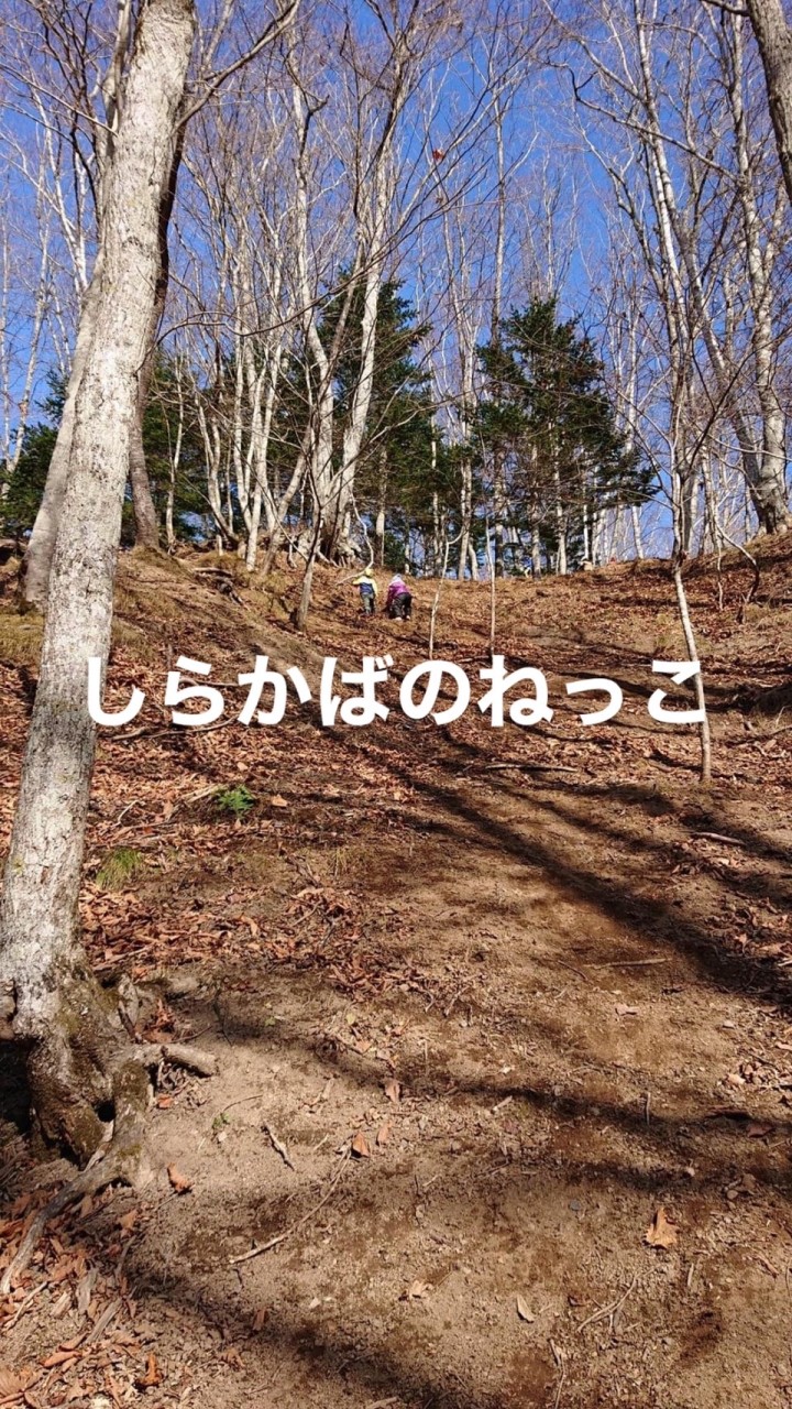 しらかばのねっこ