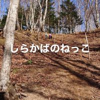 しらかばのねっこ