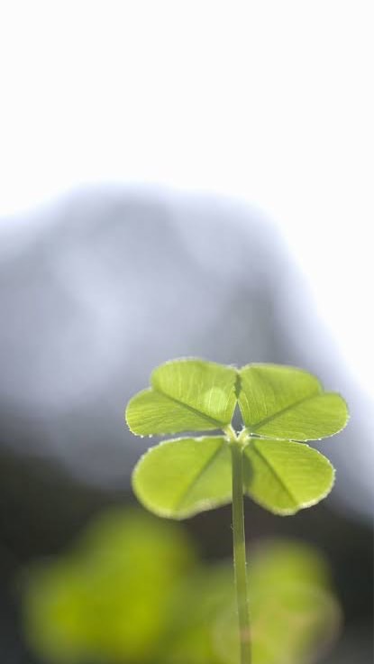 別居・離婚話中（離婚したくない人限定）