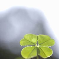 別居・離婚話中（離婚したくない人限定）