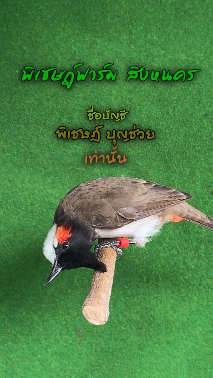 พิเชษฎ์ฟาร์ม สิงหนคร♾️บัญชี พิเชษฎ์ บุญช่วย เท่านั้น