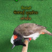 พิเชษฎ์ฟาร์ม สิงหนคร♾️บัญชี พิเชษฎ์ บุญช่วย เท่านั้น