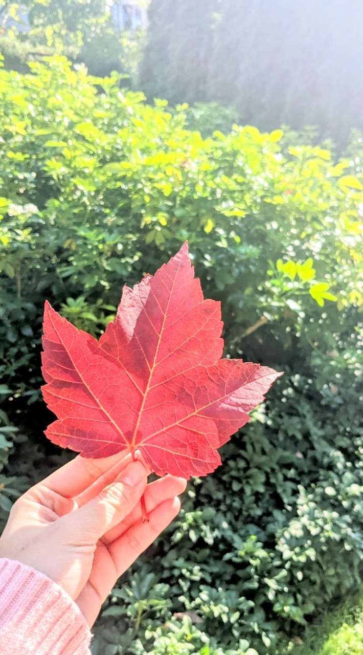 加拿大🍁北美特價大集合🍁