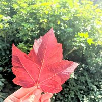 加拿大🍁北美特價大集合🍁