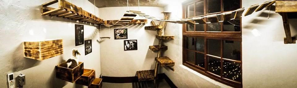 圖片提供_Ki Bo Ko。姊妹倆除了 DIY 貓房外，50 年老屋「南園食堂」改造也一手包辦。>> 看「南園食堂」改造完整報導。