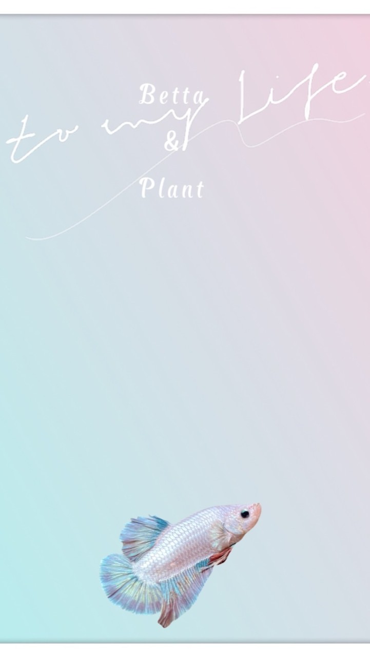 Betta & Plant：不定期進口展鬥群