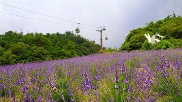 【紫色之夏】北海道以外的薰衣草聖地