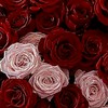 君<y0ч!*.+ﾟ>が混じった花束で美しい呪いを