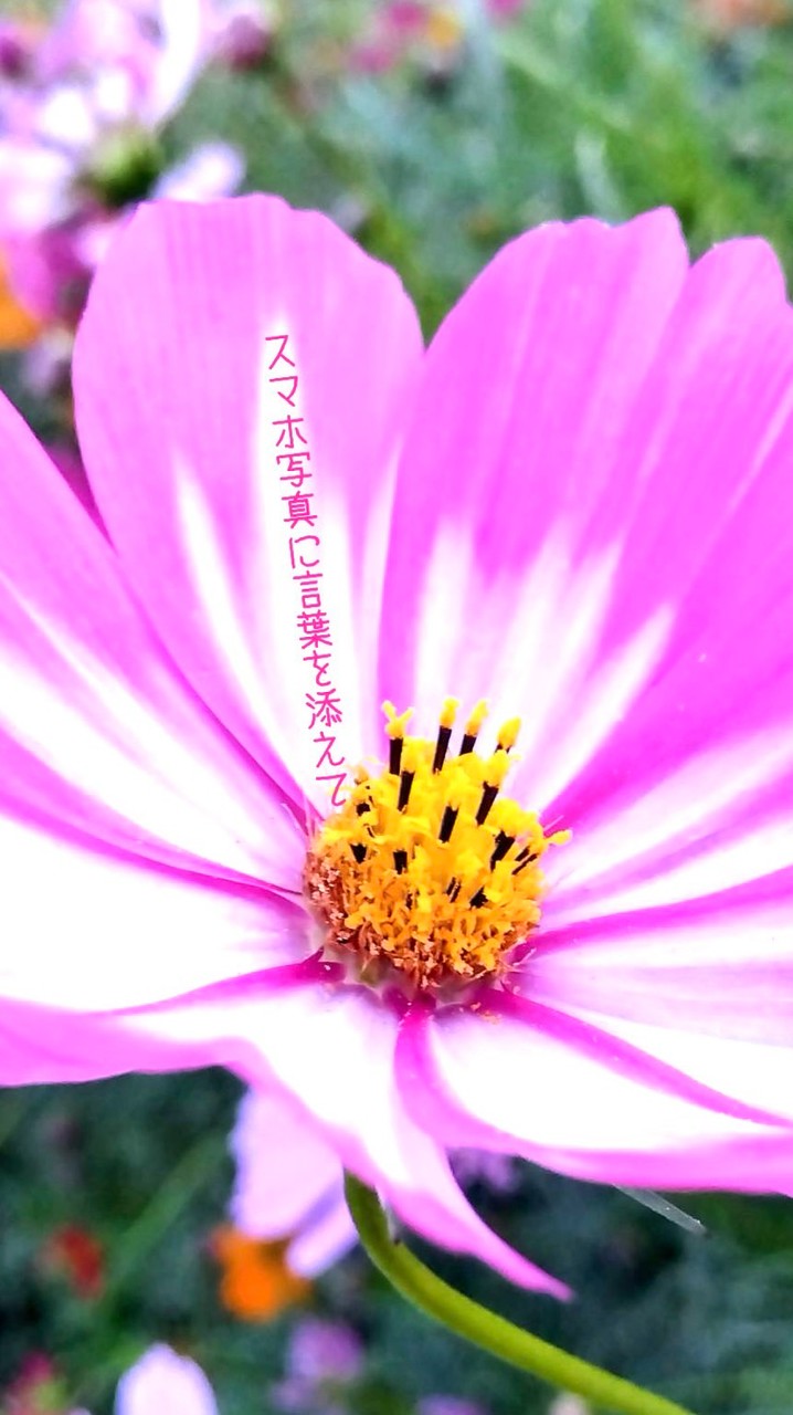 スマホ写真に言葉を添えて