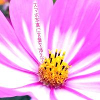スマホ写真に言葉を添えて