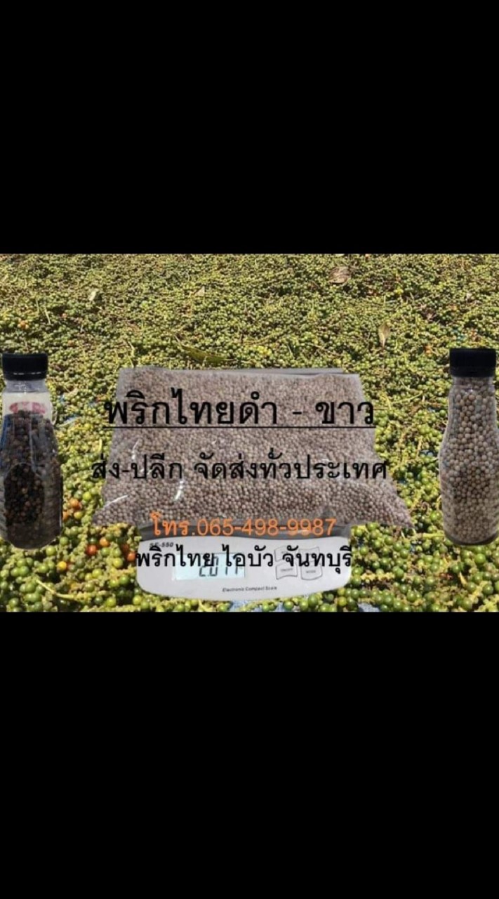 พริกไทยดำ-พริกไทยขาว จันทบุรี