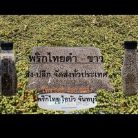 พริกไทยดำ-พริกไทยขาว จันทบุรี