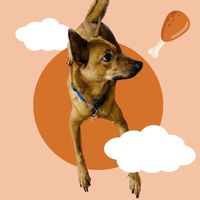 🐶金莎小天地