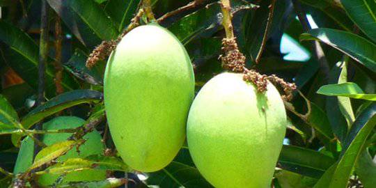 Cara Mencangkok Pohon Mangga Yang Mudah Dan Benar Berikut Kelebihannya Merdeka Com Line Today
