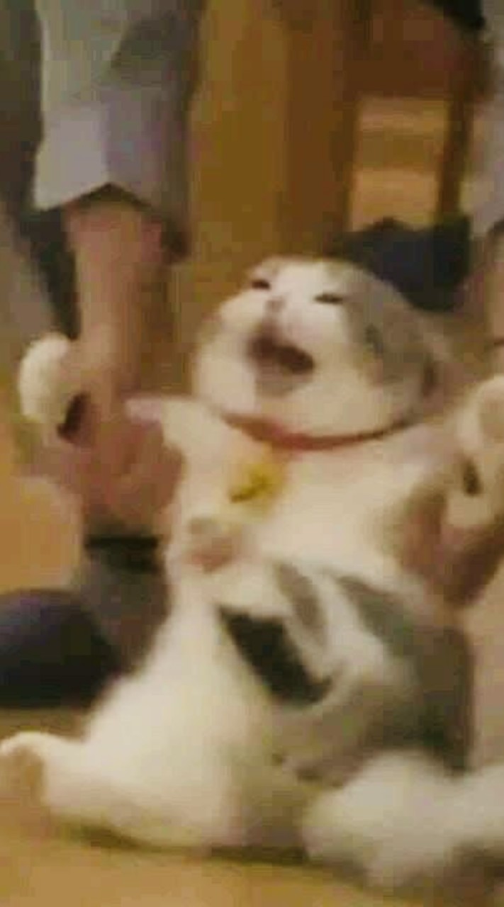 猜猜我是誰6J