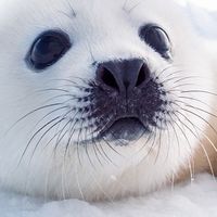 逆に太りたい人 : 痩せてたり、ガリガリな人集まれ！！！