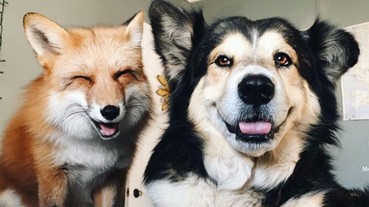 跨物種之愛 Instagram 爆紅 狐狸和澳洲牧羊犬超療癒！