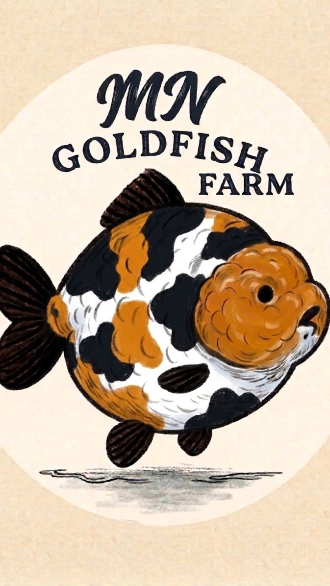 MN Goldfish🧡❤️