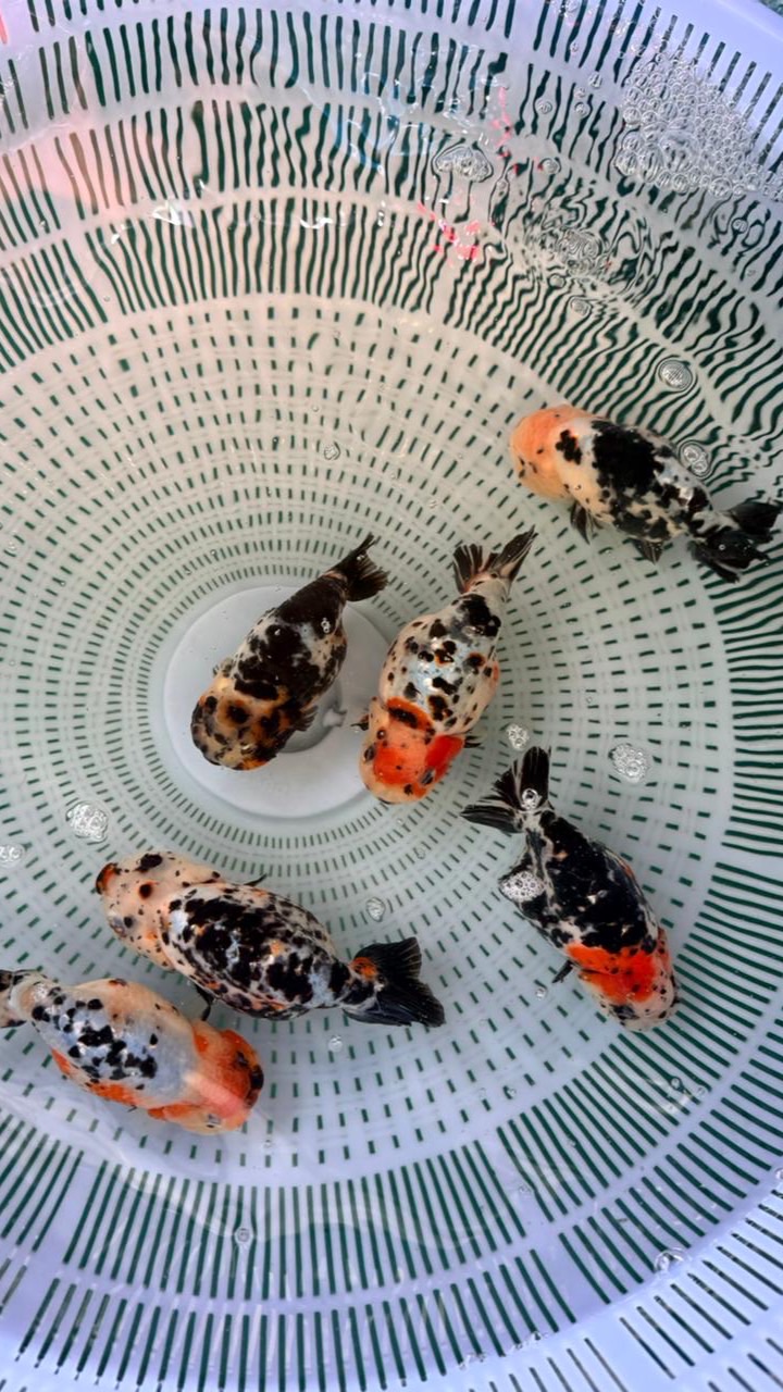 MN Goldfish🧡❤️