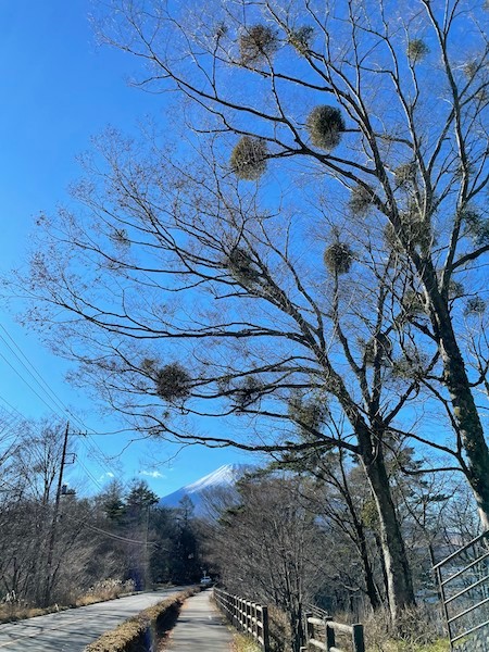 霊力を持つ伝説の植物 ヤドリギでクリスマススワッグ作ったよ よみタイ