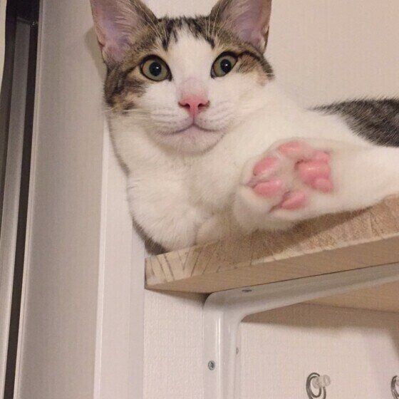 飼い主が外出すると玄関から離れない猫が思っている4つ