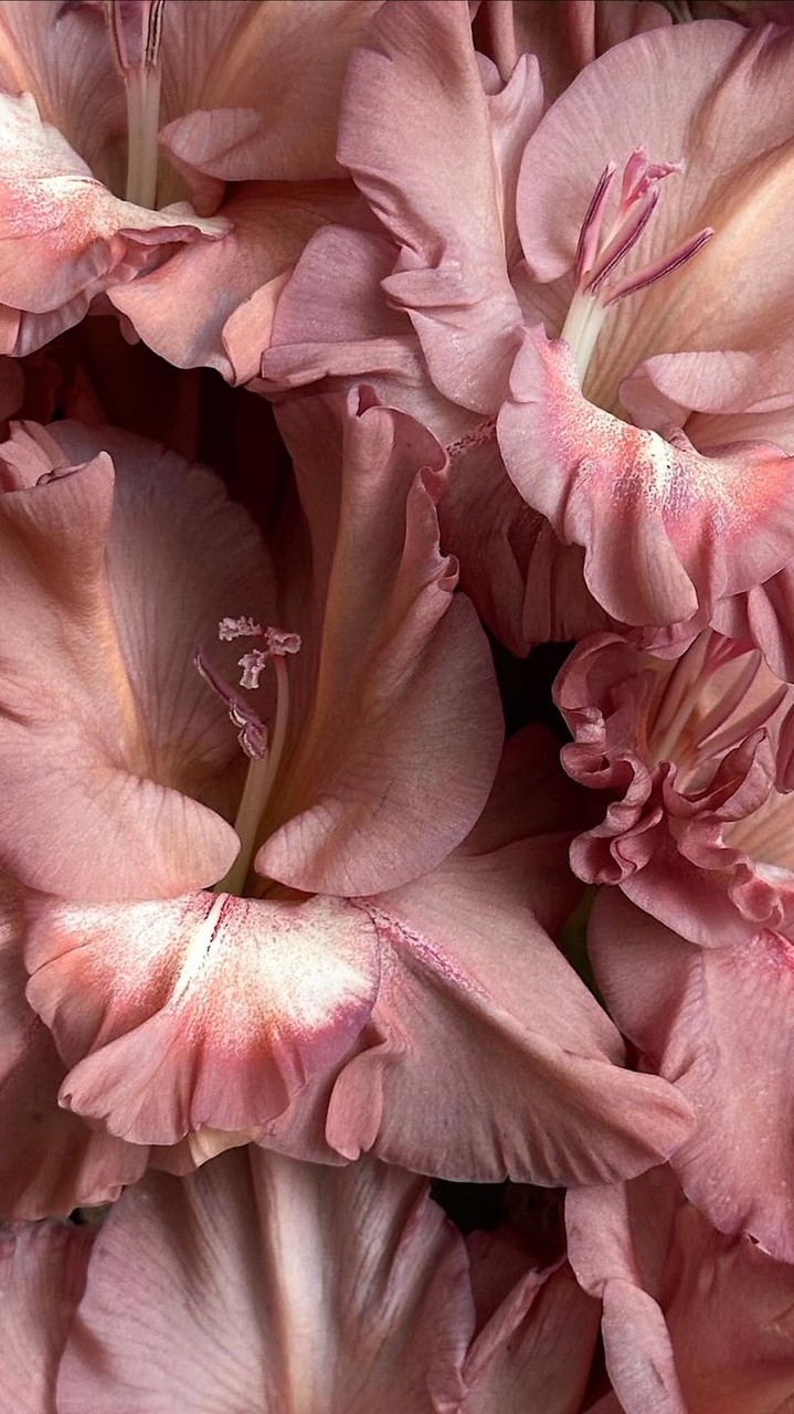 issaflowergurl.used