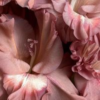 issaflowergurl.used