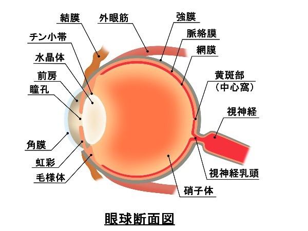 目が見えにくい スマホ老眼とは