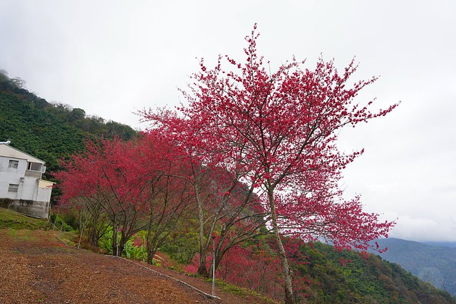 望高茶園景觀餐廳