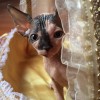 แมวสฟิงซ์ by Sphynx Cat Café