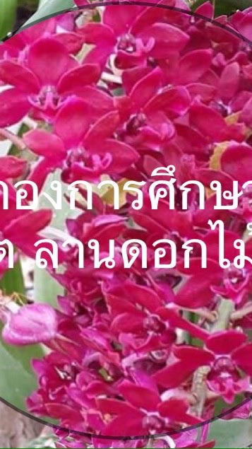 งานกองการศึกษา ศาสนาและวัฒนธรรม