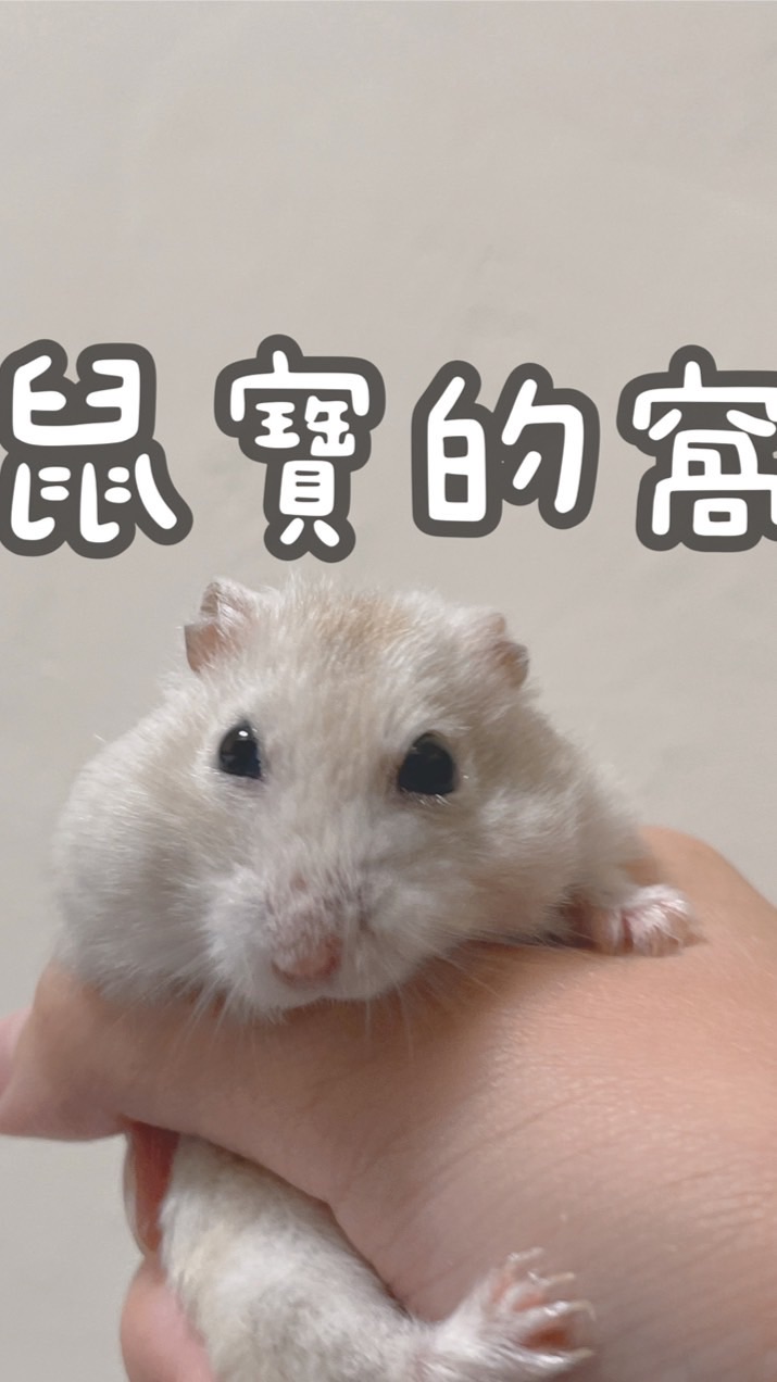 🐹鼠寶的窩🐹倉鼠零食主食用品