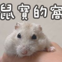 🐹鼠寶的窩🐹倉鼠零食主食用品