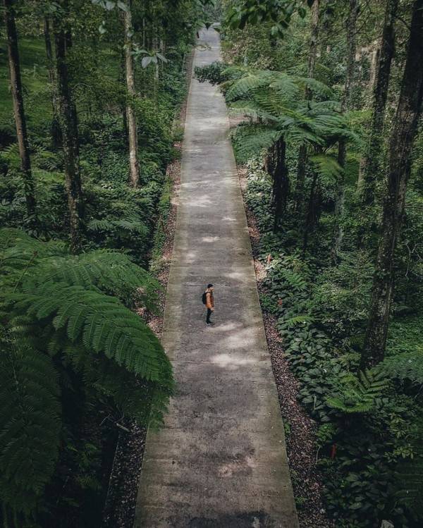 9 Hutan yang Dikenal Paling Angker di Indonesia, Kamu Pernah ke Sini? 