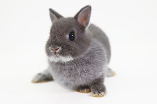 一緒に暮らしたいうさぎno 1 ネザーランドドワーフってどんな動物 Preciousnews