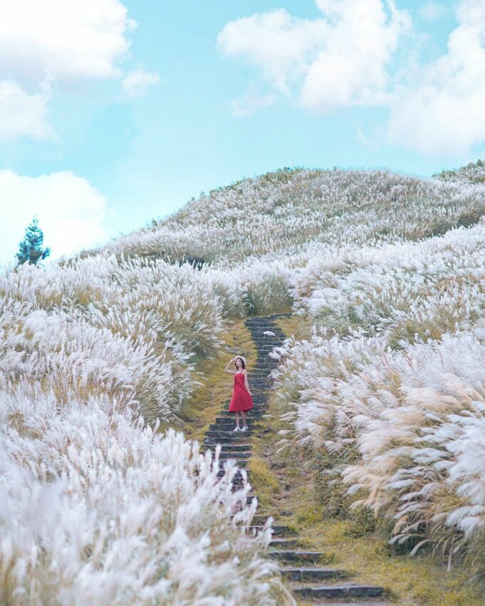 芒草季節、芒草