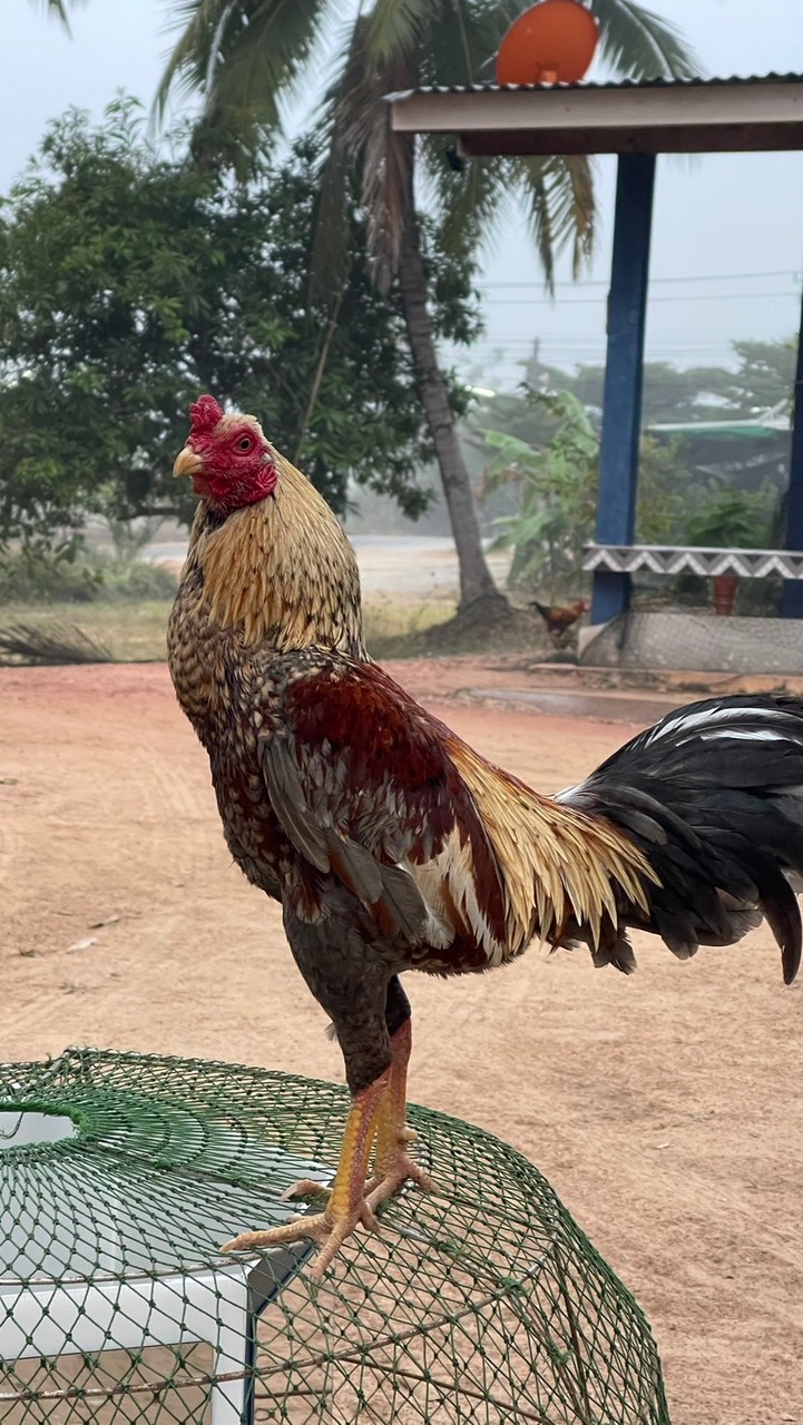 ซุ้ม ส.เทวิน แหล่งพัฒนาไก่ชน 🩸🐲