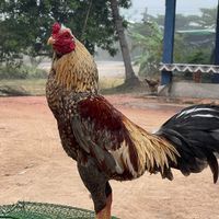 ซุ้ม ส.เทวิน แหล่งพัฒนาไก่ชน 🩸🐲