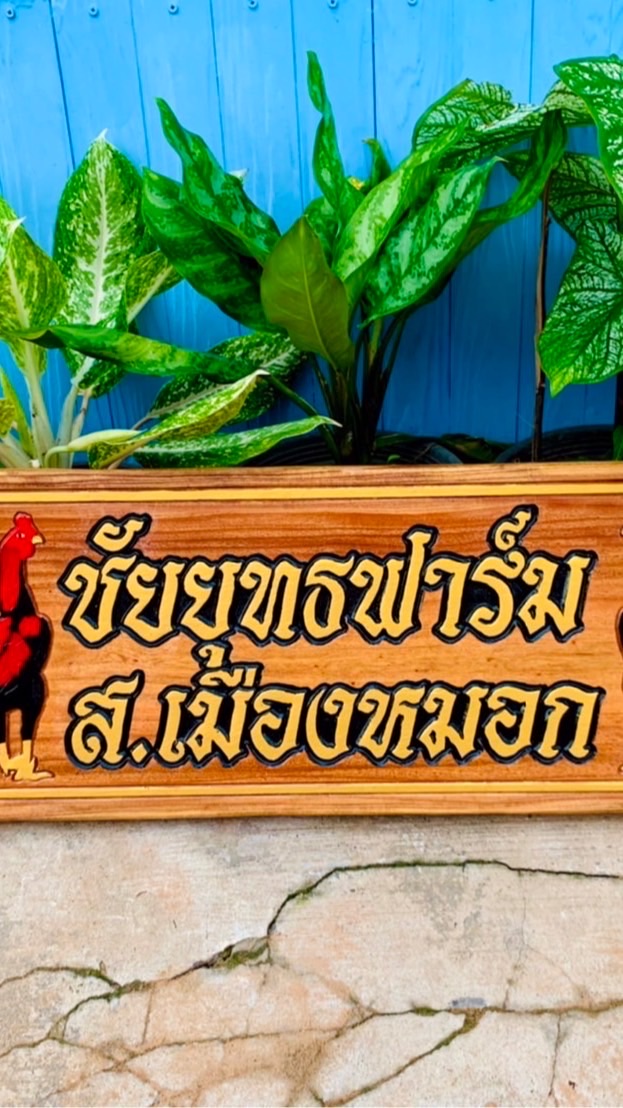 ชัยยุทธฟาร์ม  ส.เมืองหมอก