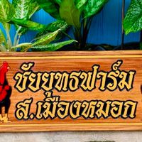 ชัยยุทธฟาร์ม  ส.เมืองหมอก(พัฒนาสายเลือดเงินล้าน)