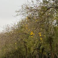 4月日本代購群組
