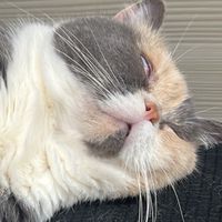 Momo🐱毛孩X團購🐶