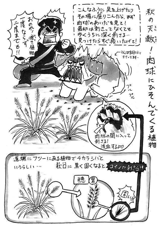 秋の散歩で犬にくっつく にっくき存在
