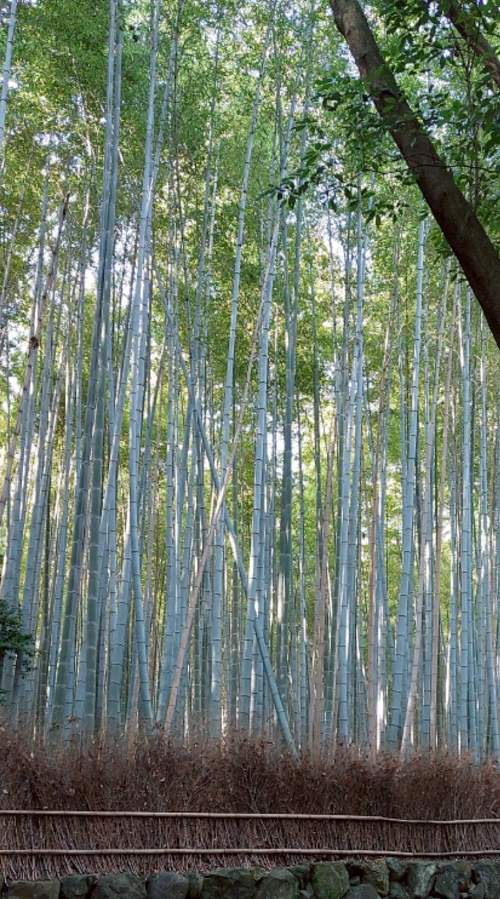 🌿猿猴式超慢跑筆記🌿