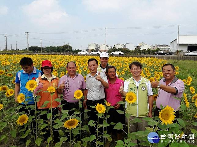 花壇金黃色浪漫花田路過民眾捕捉美景 台灣好新聞 Line Today